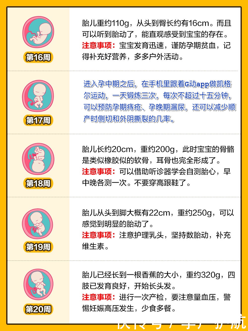 孕期1 40周 胎儿发育全过程变化和b超单解读 全网搜