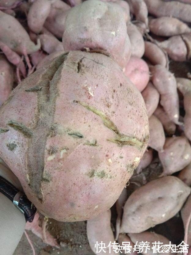 在家蒸的红薯不好吃，总有一股水汽味，原来是没注意这一点