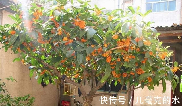 人养花,花亦养人!8种能“吃”的花,漂亮又美味,建议养一盆!