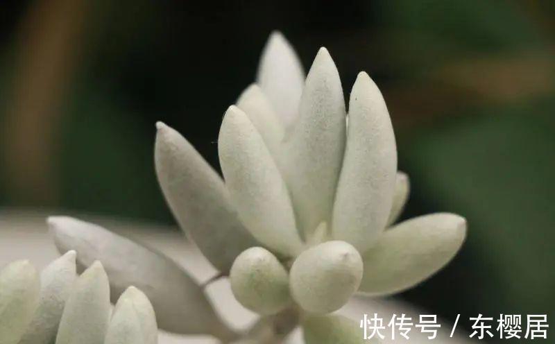 多肉植物|叶片裹在蚕丝,里的趣味多肉植物银月