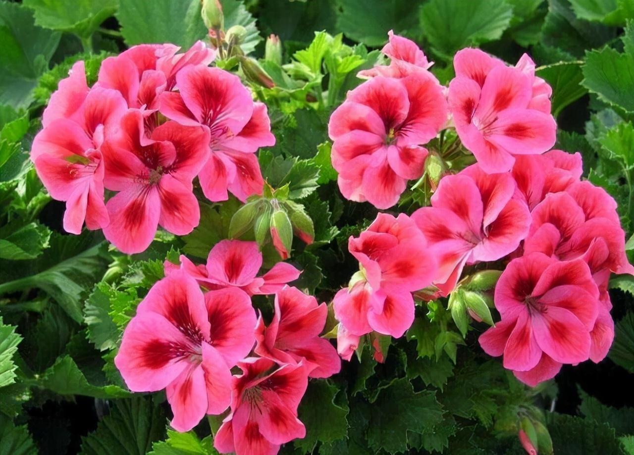 农历九月十八霜降后,养什么花?家里养3种花,吉星高照富贵如意