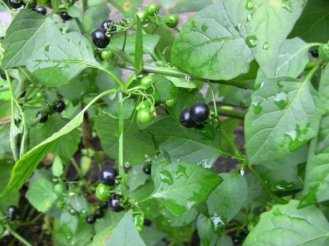 杂草|1种长在路边的“杂草”,叶可吃、果可吃全身是宝,现在价值珍贵