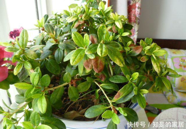 导致的落叶|杜鹃出现非正常落叶怎么办