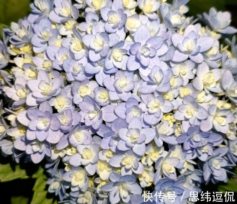 月季花|这两种花卉,花色极多,花朵有拳头那么大