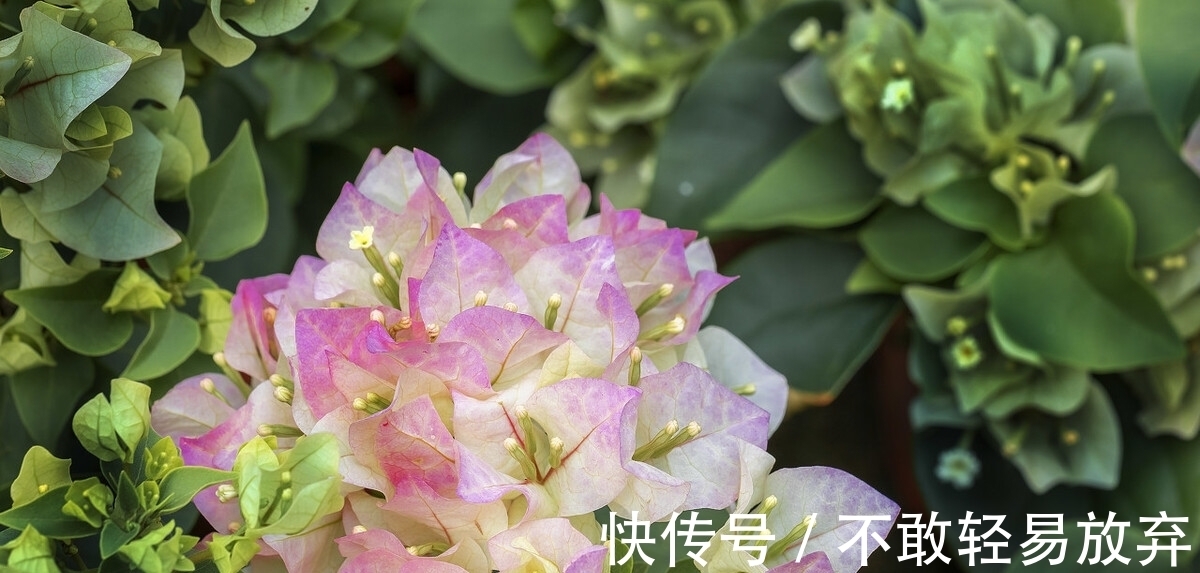 温差|让三角梅开“秋花”,牢记这个“方法”花芽长得快,迅速花爆盆