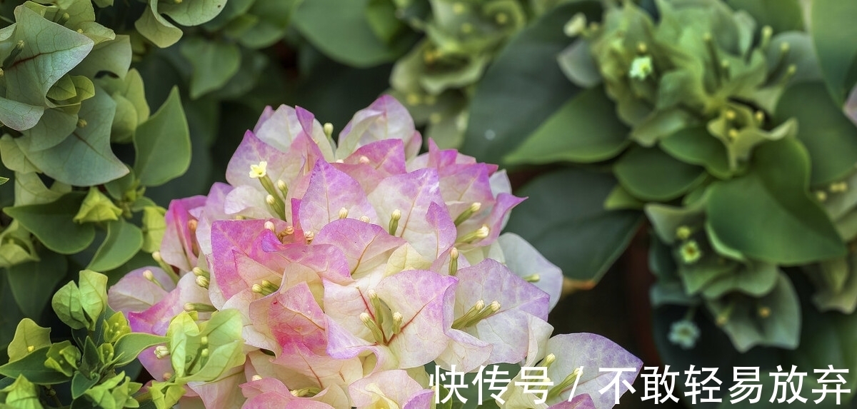 温差|让三角梅开“秋花”，牢记这个“方法”花芽长得快，迅速花爆盆