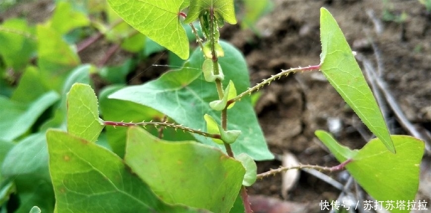 民间|农村这种野草，蛇见了就跑，人称“蛇倒退”，却是民间的治病良药