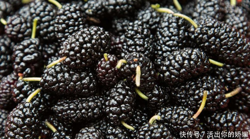 食物|吃完桑葚一个小时以内,别碰此种食物,为了健康着想,要记得忌口