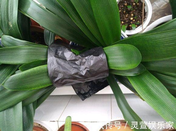 文竹|悄悄告诉你,养花高手都会的10个“小妙招”,学会以后,事半功倍