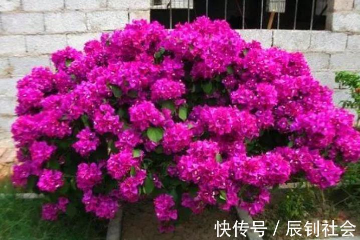 对于开花多次的盆栽，磷酸二氢钾要“搭配”使用，教你2个方法