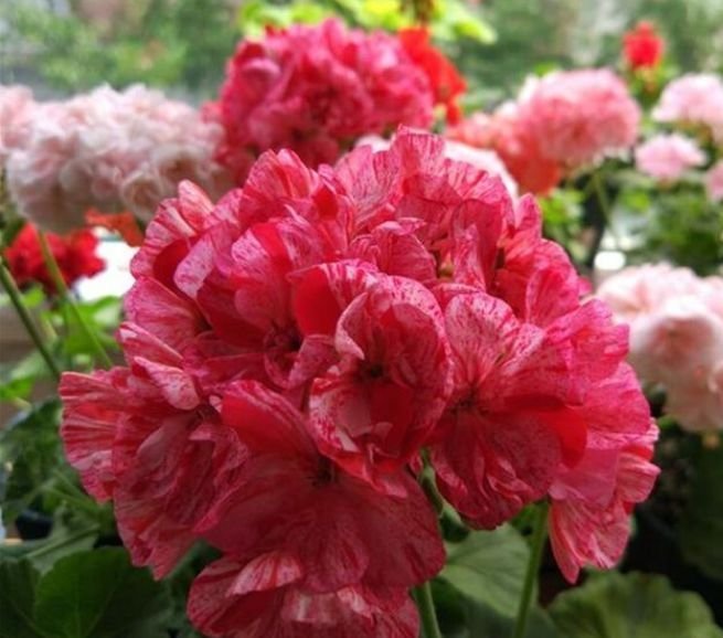 4种花是花中劳模，一年四季开花不断，一盆千百朵，枝头花苞满