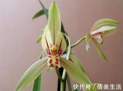 可以食用的兰花,曾争相抢购,现在人手一盆,花色多变,香味扑鼻