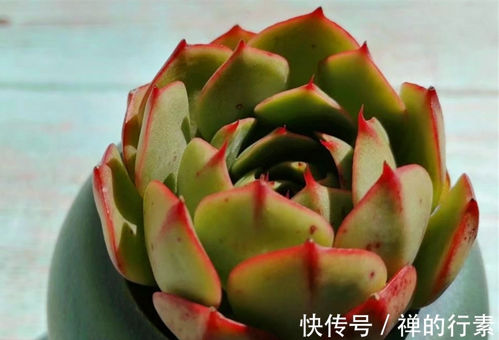 仙人掌科多肉|秋天到了，多肉进入旺盛生长阶段，还需要继续给多肉遮雨吗？