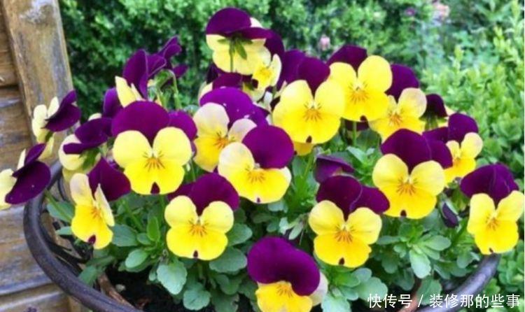 3种花现在养刚刚好，夏天开花很漂亮，开花不断，花朵多又艳