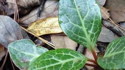 长得河边的“它”,“降压”有奇效,只需嚼2片,血压降下来!