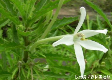 杨贵妃|农村的1种野草，人称“安眠草”，药用价值高，治失眠效果好