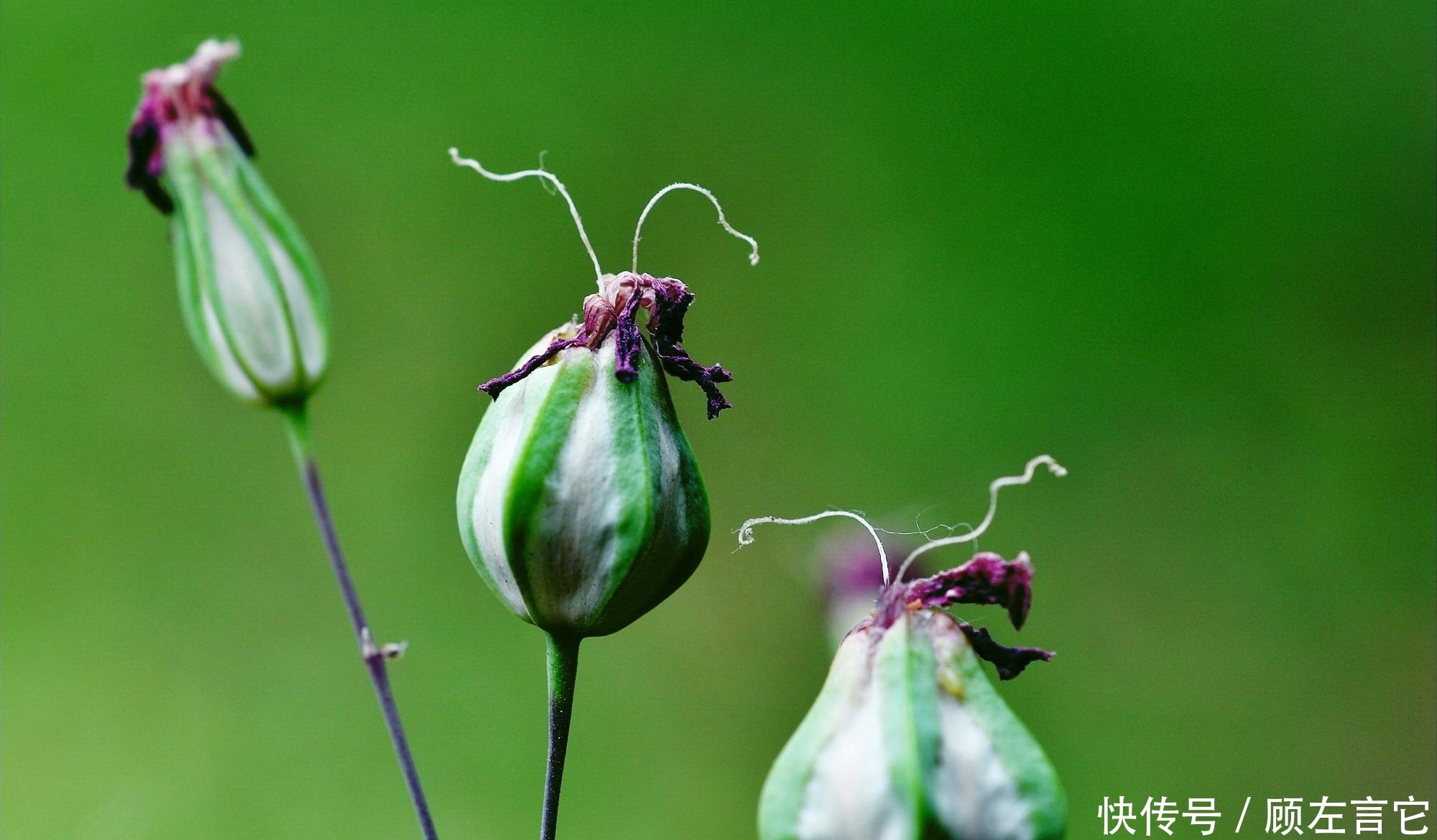 这种植物很传奇，花像瓶子，人称“王不留”，