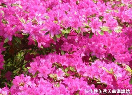 最难养的三种花,遇见了千万要避免,新手慎重