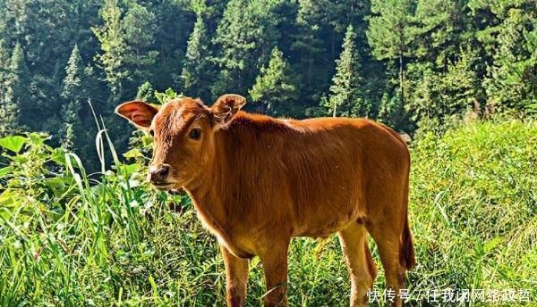 生肖|生肖牛请珍惜2个人，一个与你白头偕老，一个助你钱财花不完