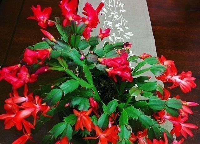 蟹爪兰|老花匠这样养蟹爪兰,“1种汁液”兑水浇,7天1次,新芽蹭蹭冒