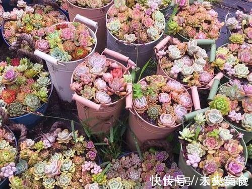 叶片|多肉植物不用买，像张大爷这样捡，养出多肉小花园，不比买的差