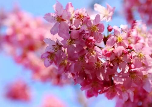 武汉东湖|共赴樱花之约，武汉东湖等你