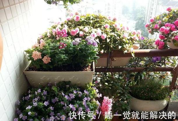 蟹爪兰只长了几个花苞,该怎么养爆盆调整4点,呼啦啦开不停