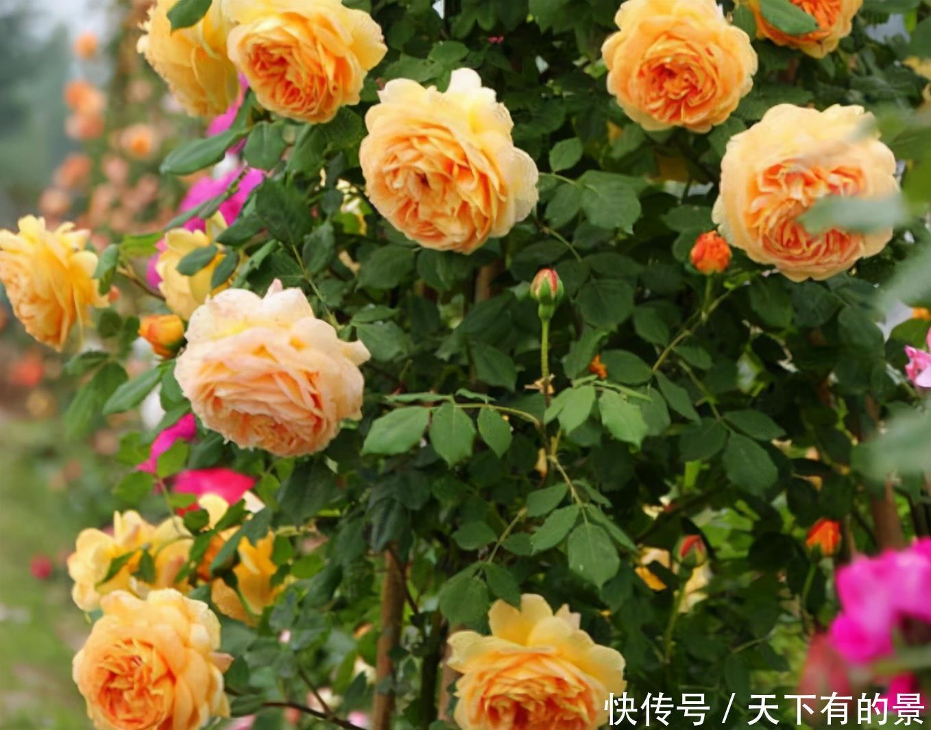 这是我见过的最美的院子:栽满好看的花卉,满眼里是花海