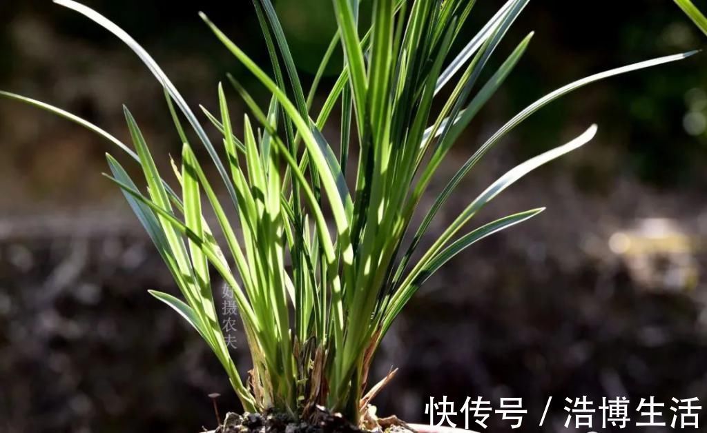 兰友|兰花怎么养到爆盆？三点诀窍，知道就很容易了