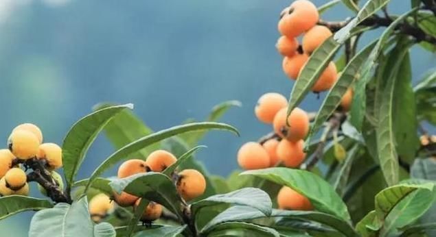 枇杷花|受欢迎的是果实,岂不知花比它贵10倍,人称“软黄金”,值得关注