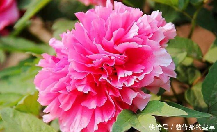 果汁|此花超漂亮,沾土就活,开花又大又艳,花形别致,散发芳香
