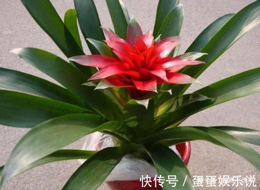 紫雾|不如试试这些花,枝繁叶茂,阳台变小花园,美观大气