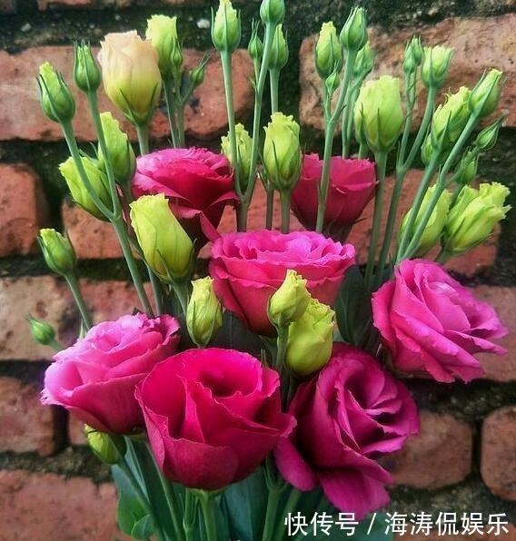 根腐病|张小姐养盆这个花,花开如玫瑰,好养如绿萝,邻居头回见,说好美