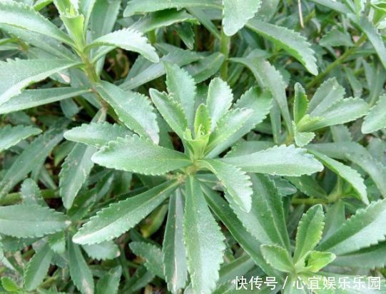 口感|农村常见的野草,含钙量高,口感鲜嫩,城里的富贵餐,一斤10元