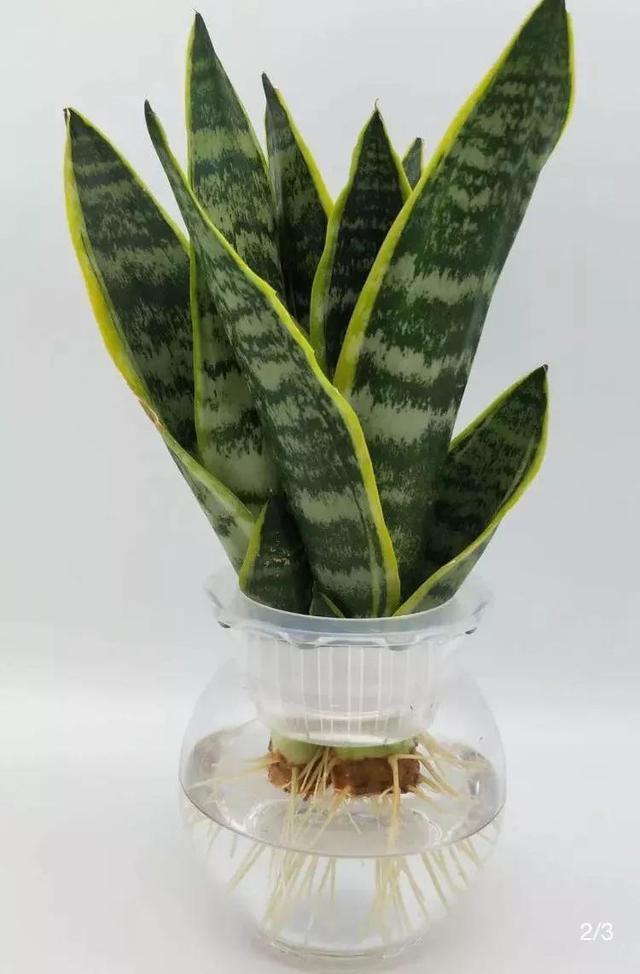 3种花养不好“别放弃”,直接扔水里,10天就生根,比绿萝还好养