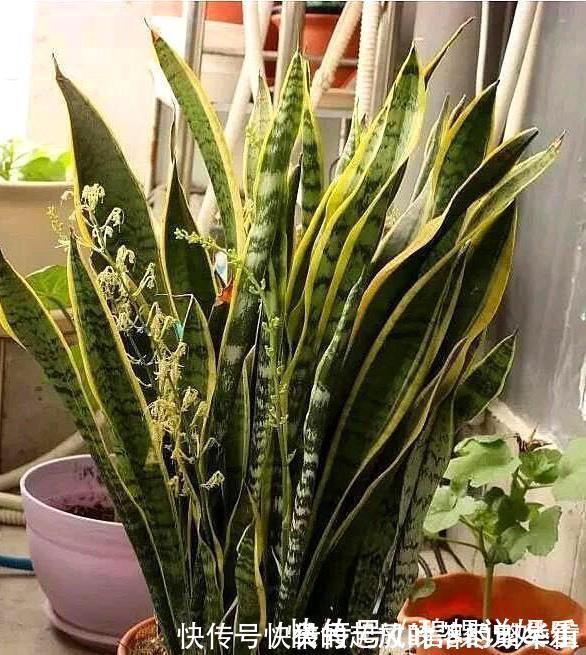 豆饼肥|虎皮兰施什么肥2种东西丢盆里,一年不用施肥,叶厚油绿新芽多