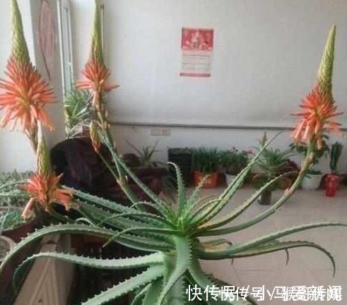 芦荟开花到底好不好老花匠你先养开花再说!