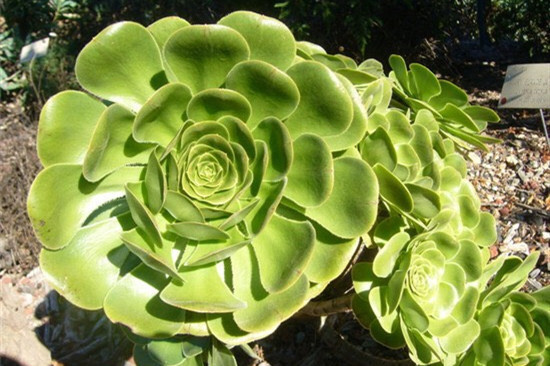 多肉|秋天到了,养多肉做好4点,很快就能养出迷人的好状态