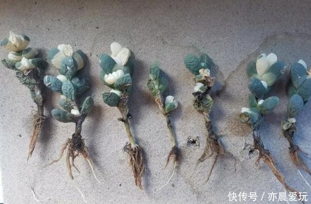  喷药|鹿角海棠药锦是什么意思？就是喷药了，不建议购买，养不活