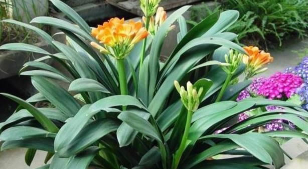 自来水|君子兰不开花还总是烂根教你一招,君子兰从此长不停