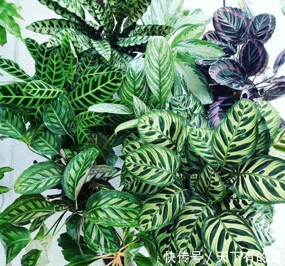 观叶绿植“竹芋”,明星绿植,很受欢迎,当年年轻人必养植物
