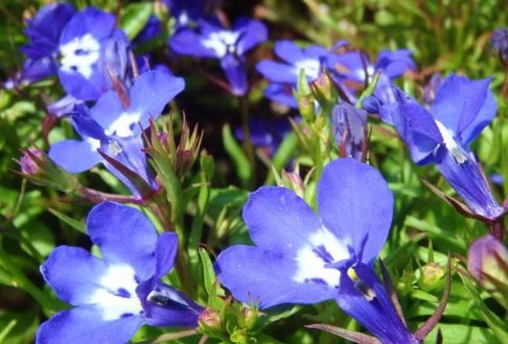 丽格海棠|养花就选这种,撸个叶子丢土里就活,花朵枝繁叶茂,枝头花苞满满