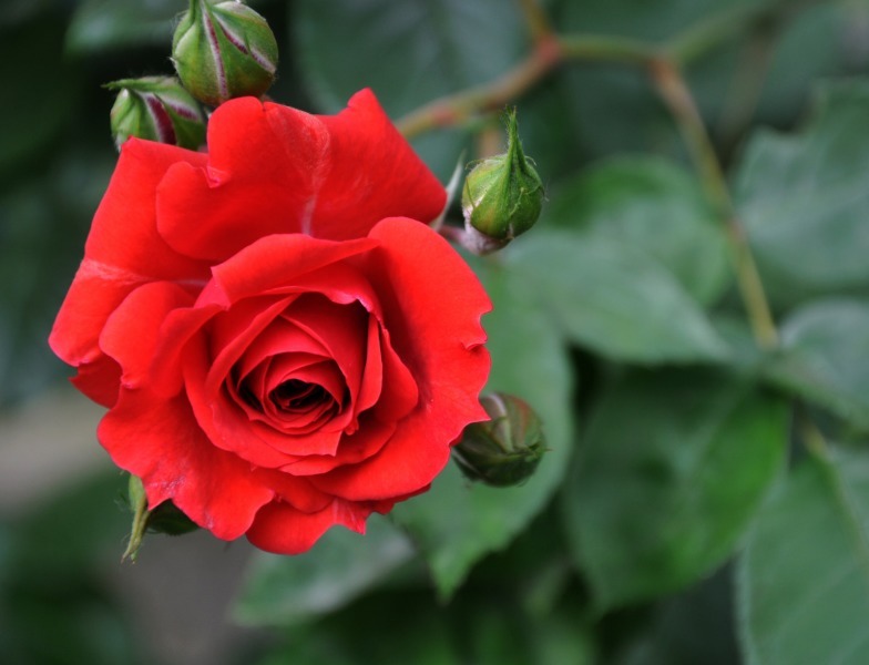 “精品玫瑰”甜蜜，似糖果般甜蜜，含苞待放，可以说是养花必备