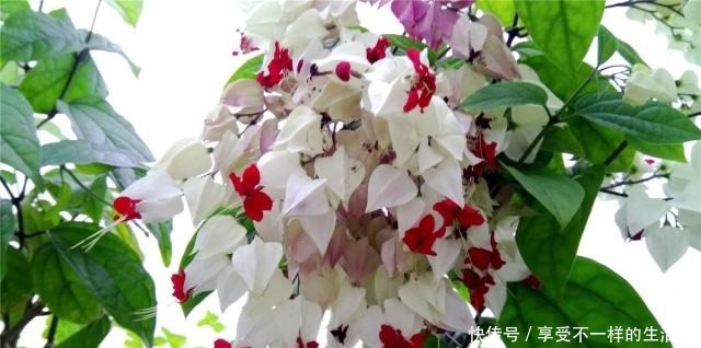 春天扦插3种花,剪1根枝条15天“冒白根”,一次开花上百朵!