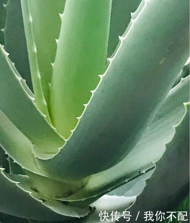 净化|最适合养在卫生间的花,一盆就能净化空气,赶紧养起来啦!