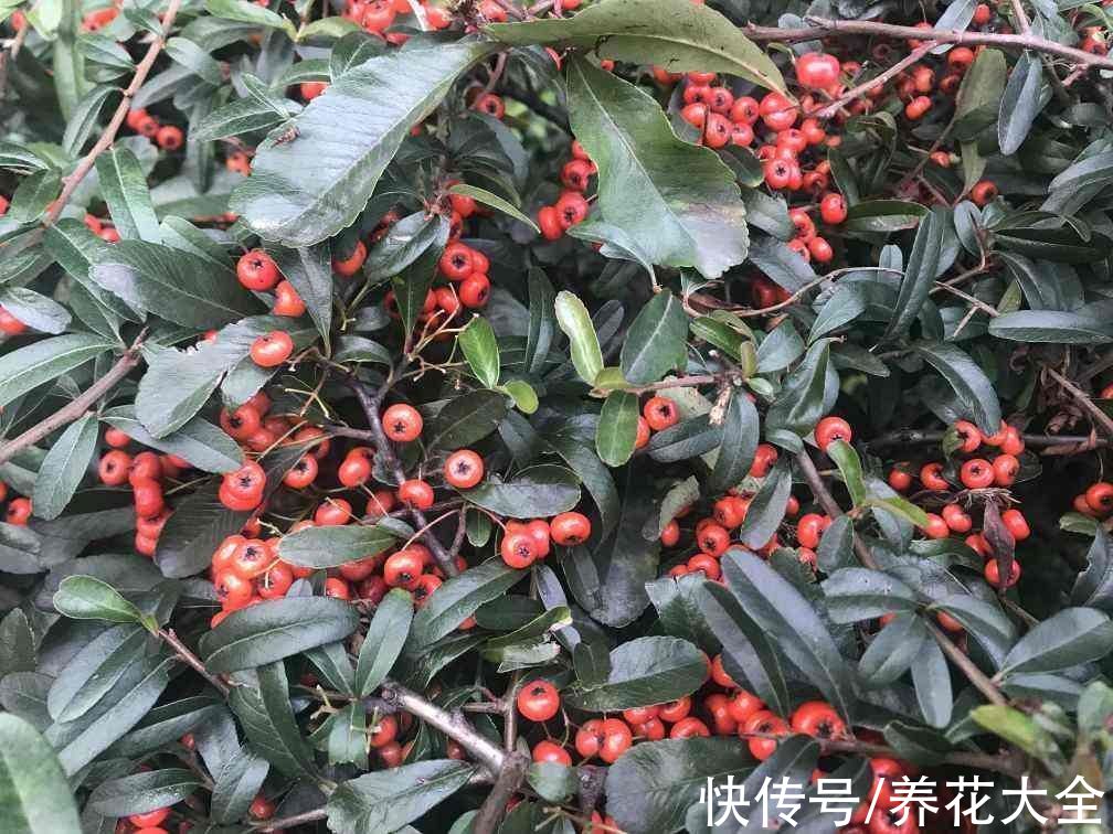 越老越值钱的“4种树”,能多养就多养,养十年“价值不菲”