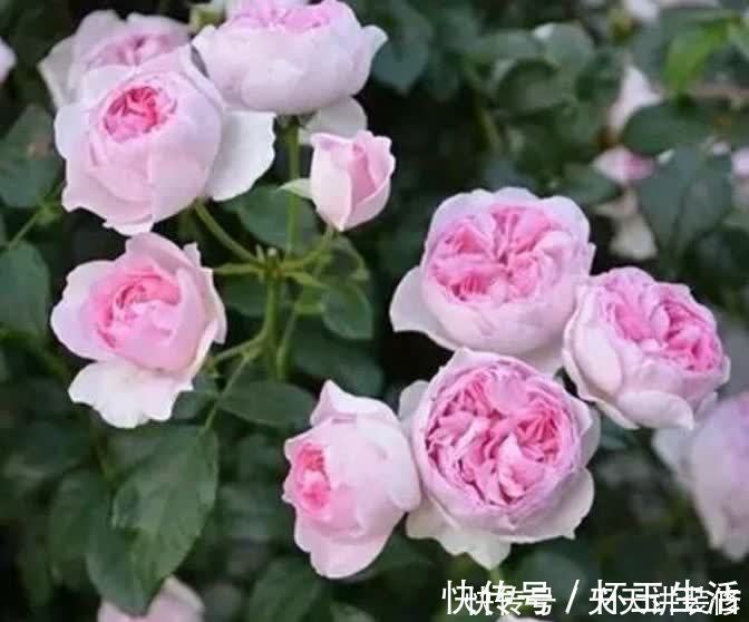 养花就养盆颜值高的花卉，花香四溢，花朵烂漫迷人，开花一簇簇！