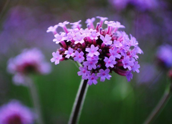 马鞭草怎么养护开花多以下3个方面多注意,马鞭草开花轻松爆盆
