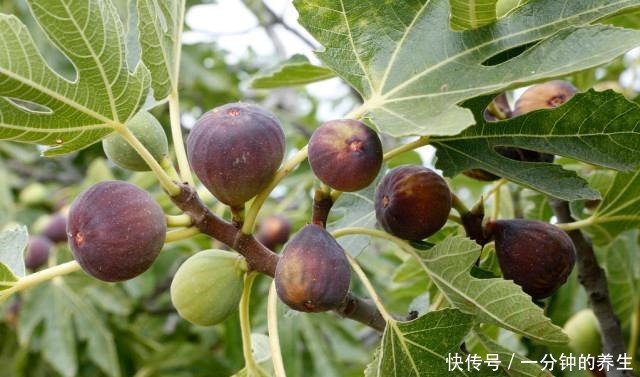 无花果有“三怕”,避开不黄叶落果,猛蹿新芽结果多,软糯又香甜