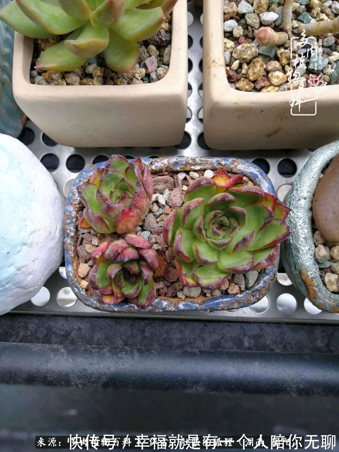 爱这一片缤纷的色彩，因为我们都是好色之徒！